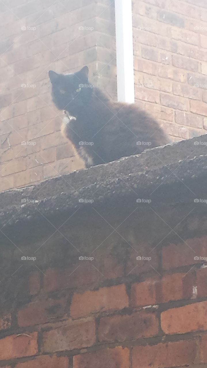cat on roof
