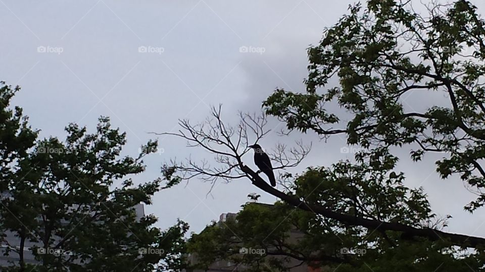 Bird raven on the tree