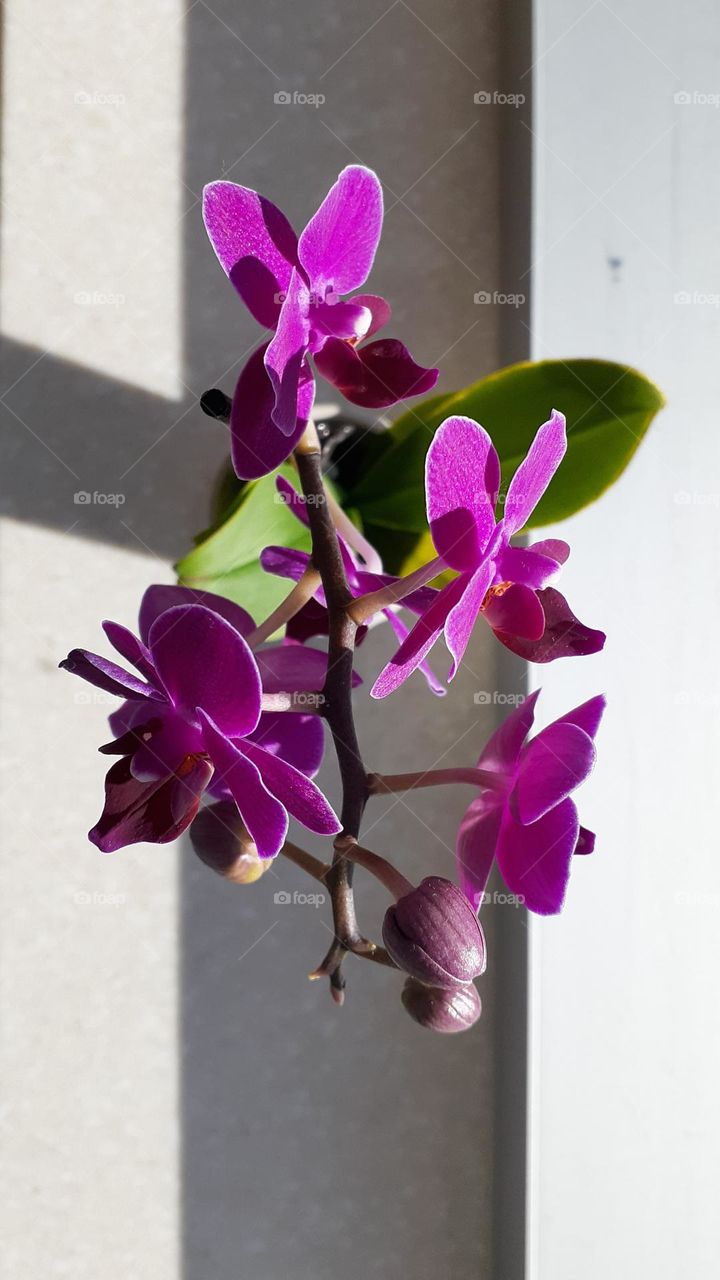 Orchid Morning Light