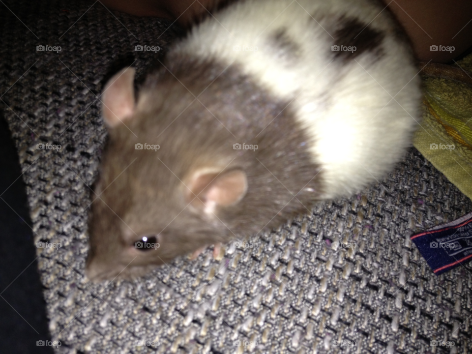 sweet animal rat little by katrink