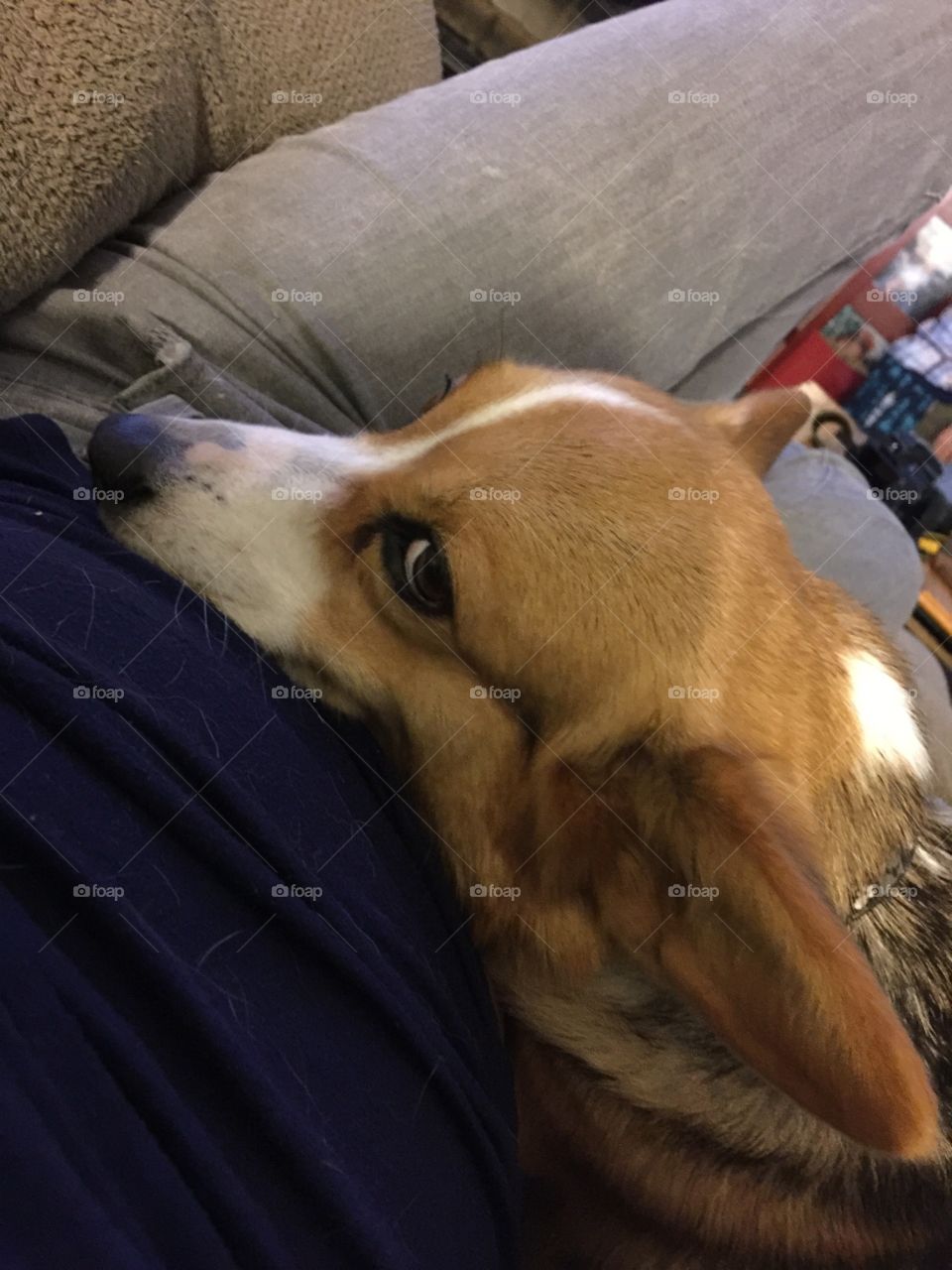 Dog on my lap