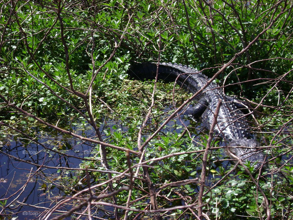 Alligators everywhere in Florida