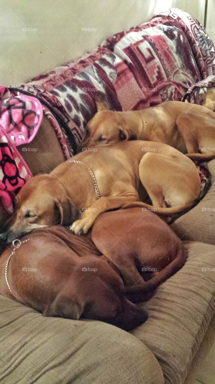 Ridgebacks are great at pretending not to hear you. They're all  'asleep' because it's walk time