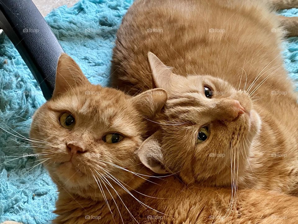 Two orange tabby cats snuggling together