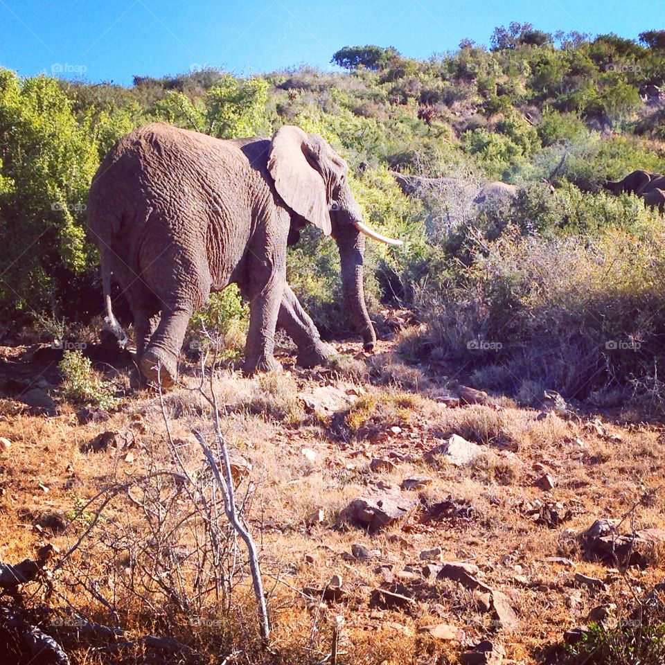 Large wild African elephant roaming in a bushy nature reserve / safari. Big Five Spotting. Nature watching. 