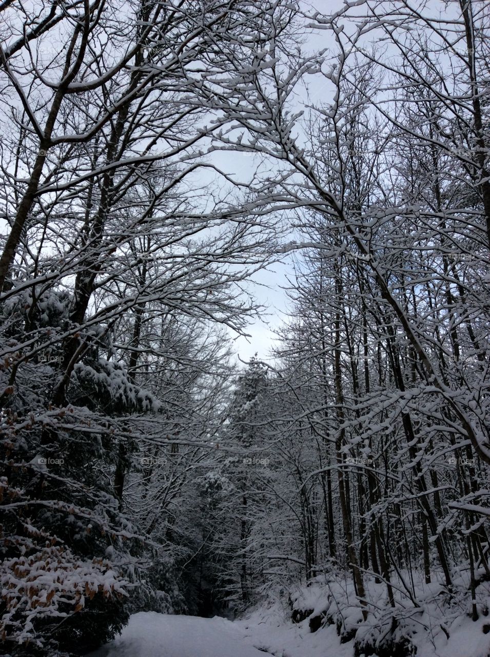 Winter, Snow, Wood, Tree, Cold