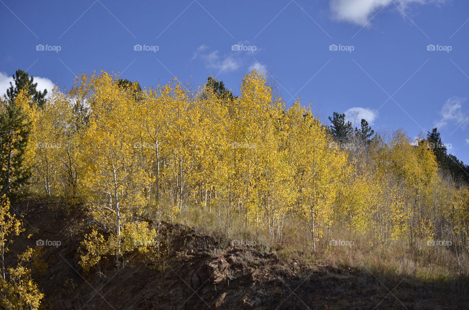 Aspens and Light
