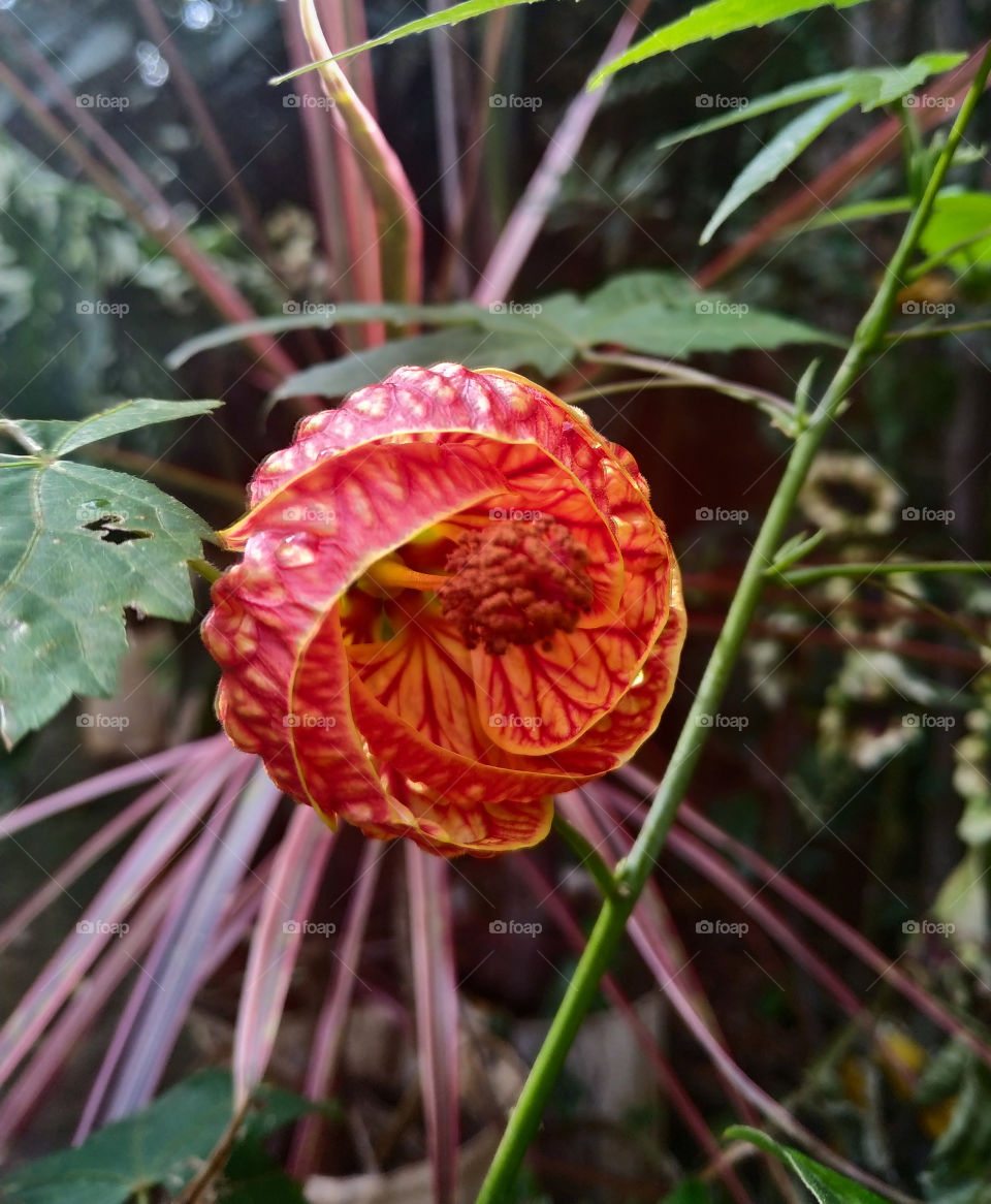 Lanterna chinesa (Abutilon striatum).