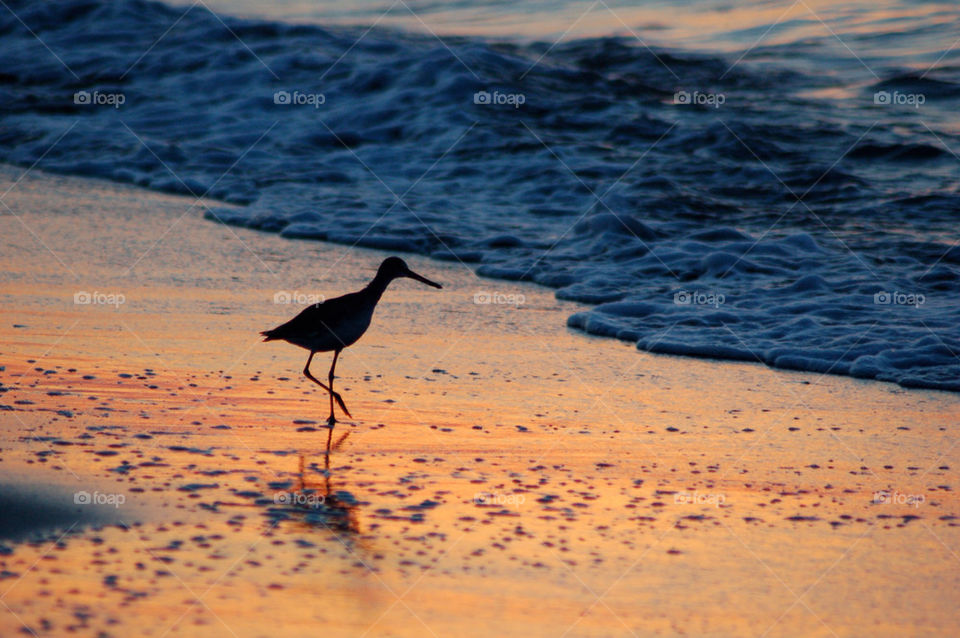 Silhouette of bird during sunset