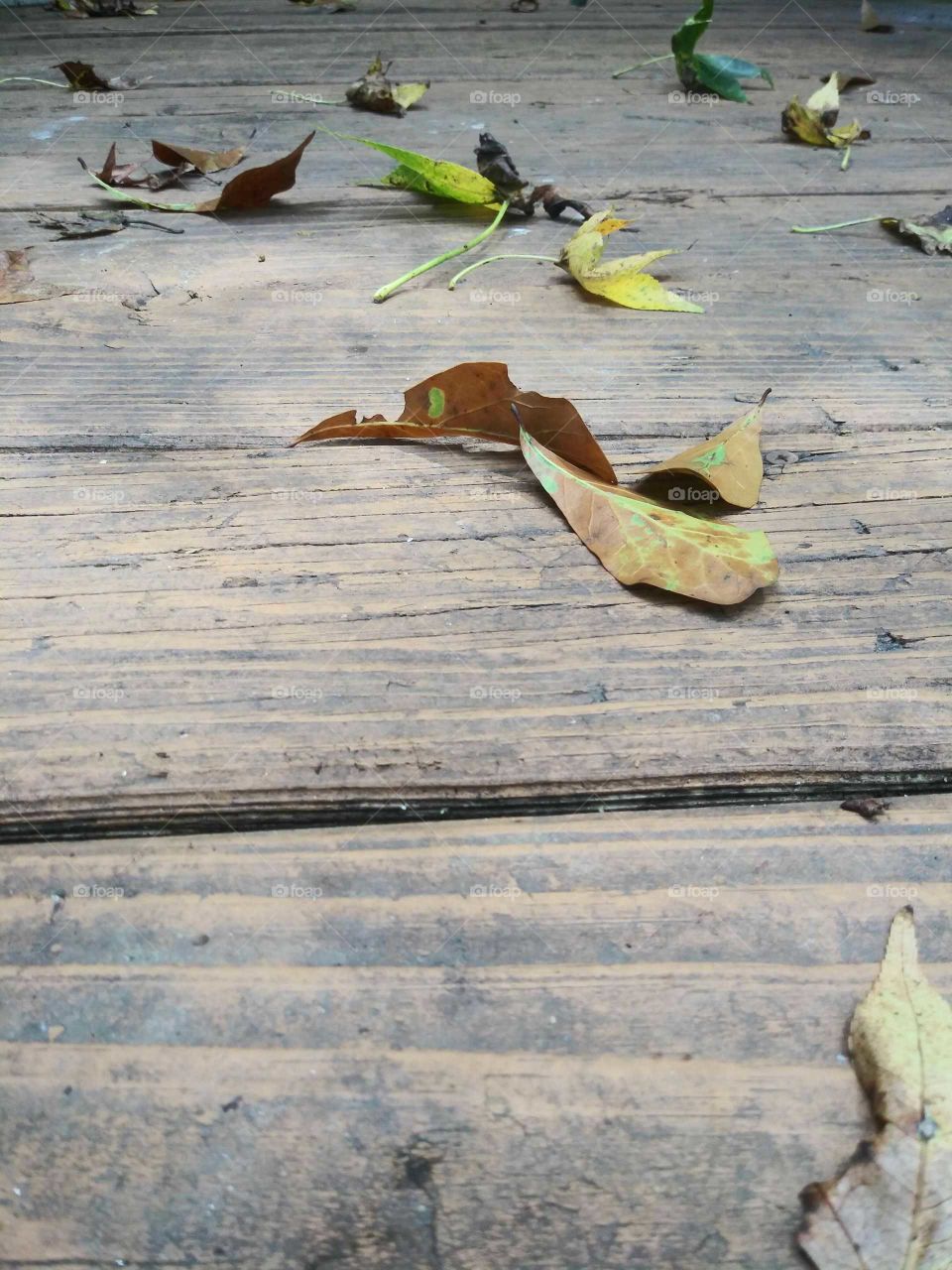 First of the fallen leaves
