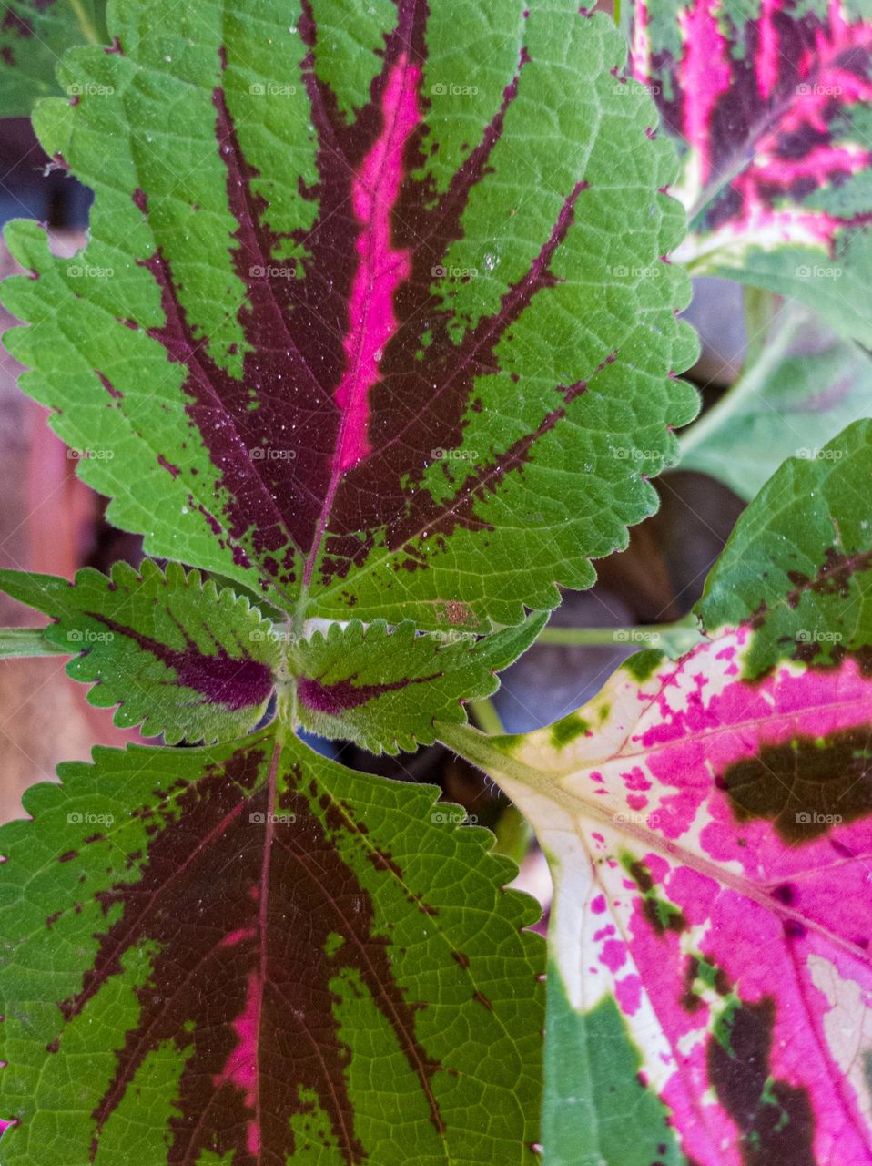 coleus blumei pink colour plant