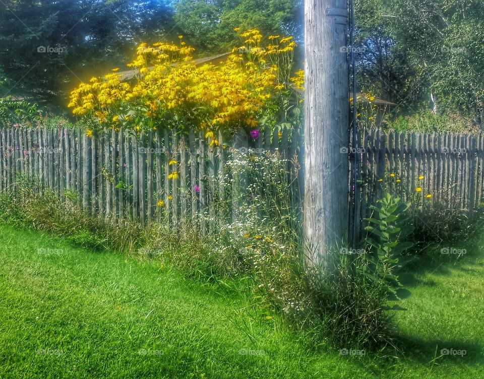 Garden Behind Wooden Fence