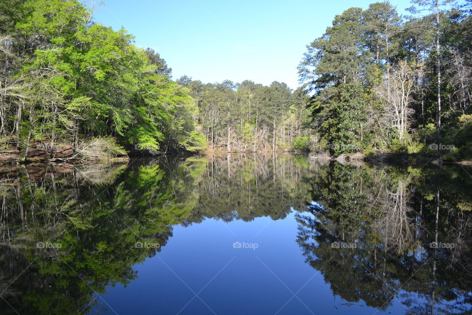 Beautiful Reflection of trees in water 