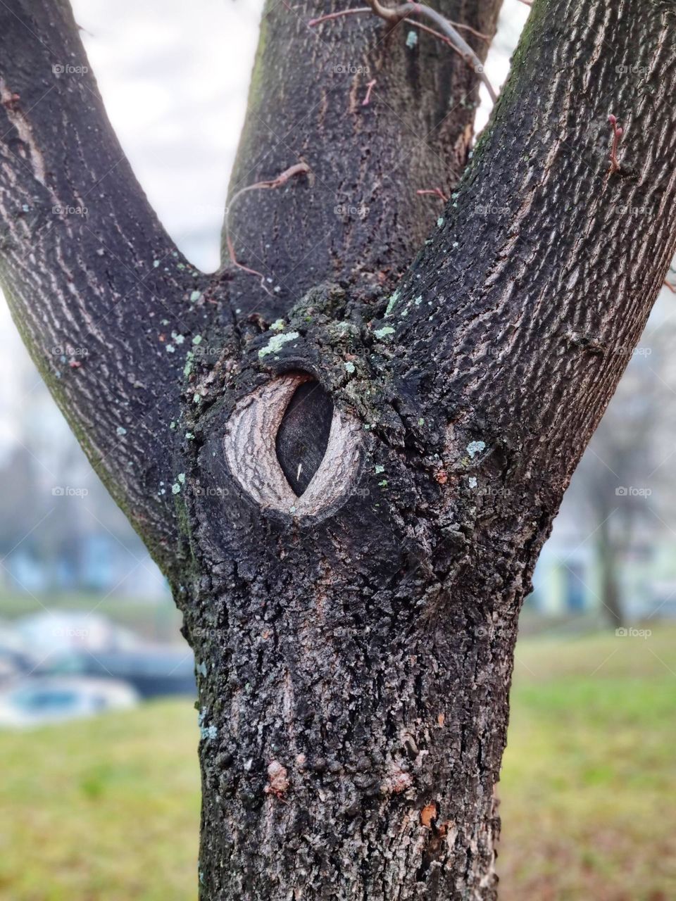 the tree has an eye - it sees you