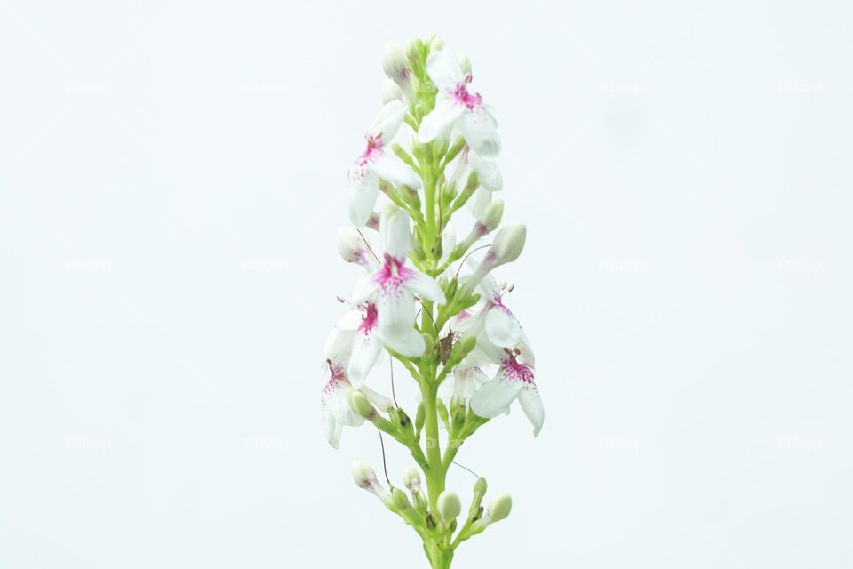 a close up of a flower with a sky background