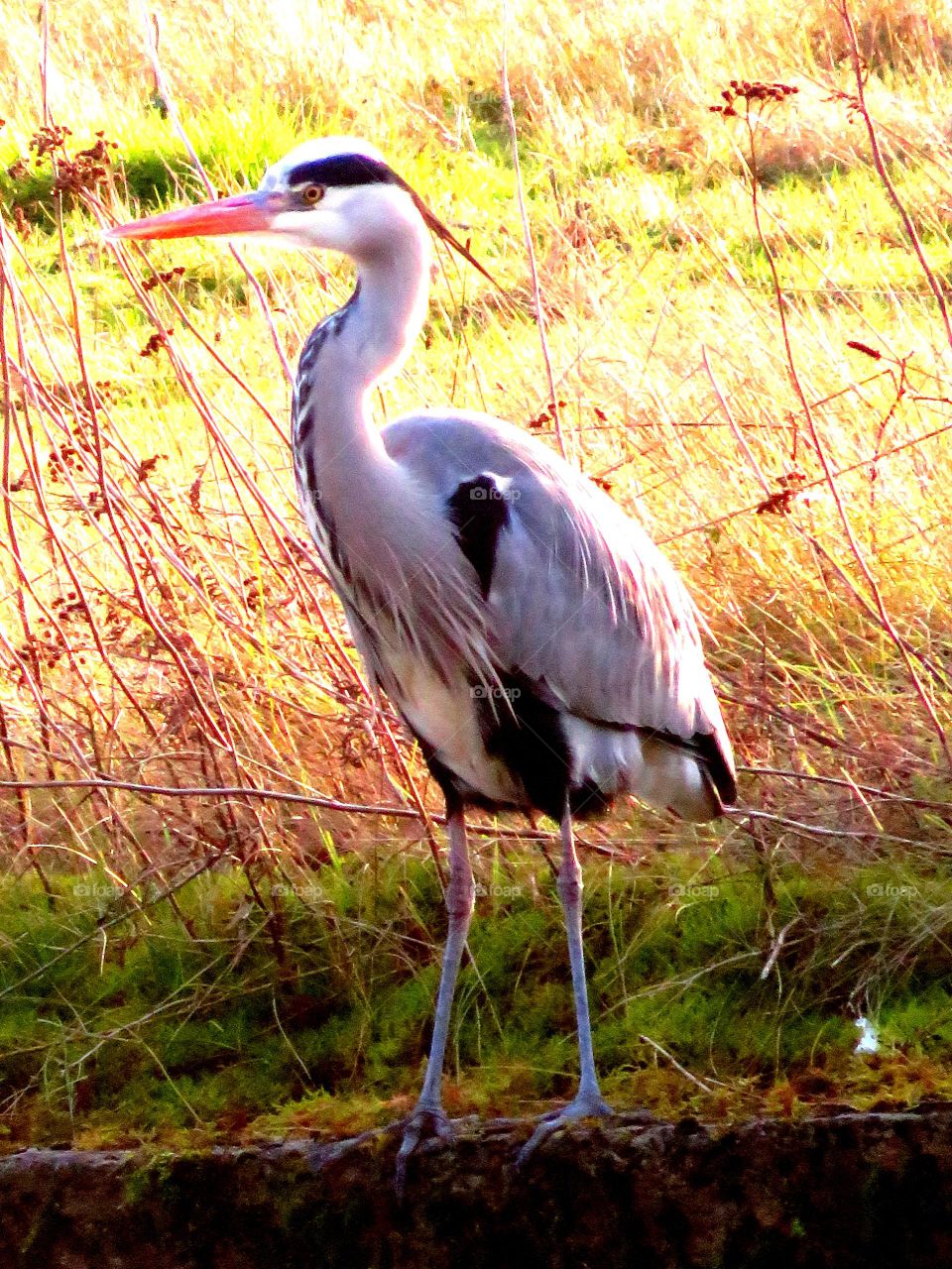 heron