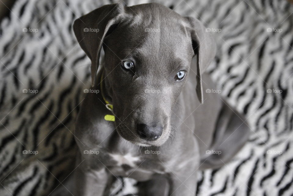 Close-up of black dog on bed