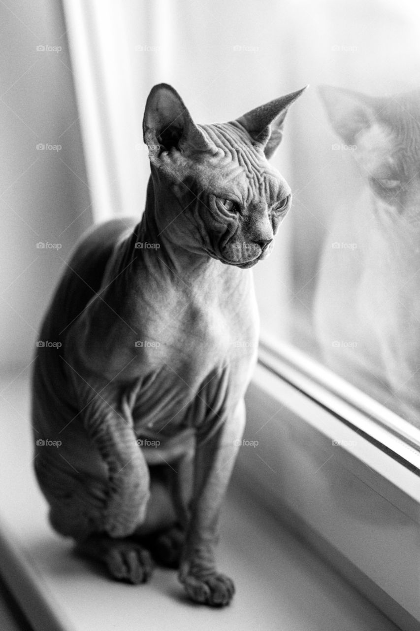 Canadian Sphynx