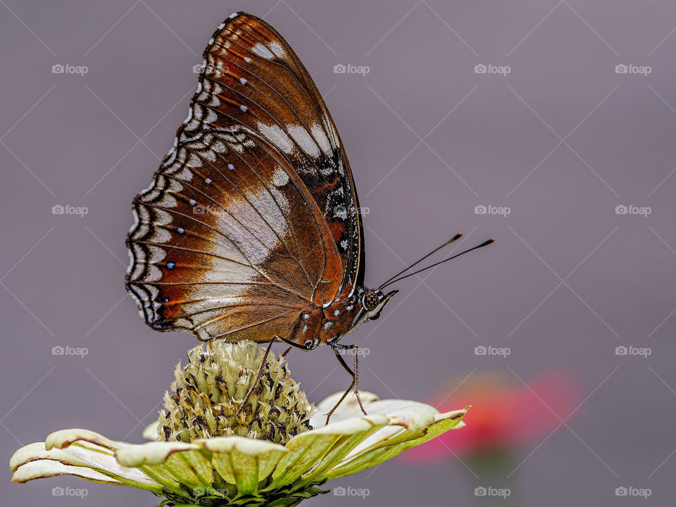butterfly in top of flower