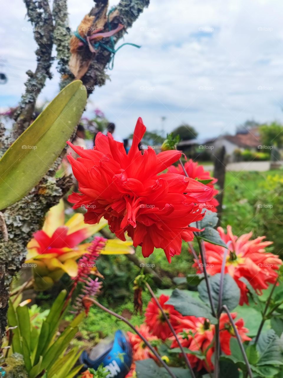 flora en el cauca Colombia