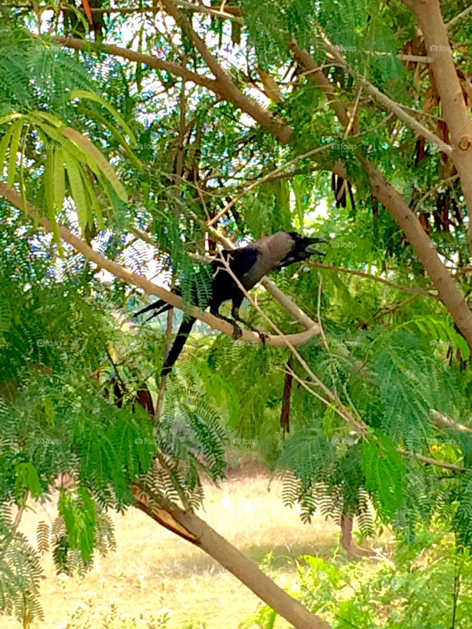 morning crow 