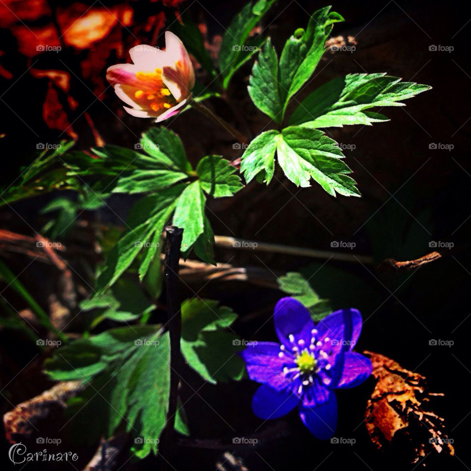 Spring flower power 🍃🌸😘🌸🍃