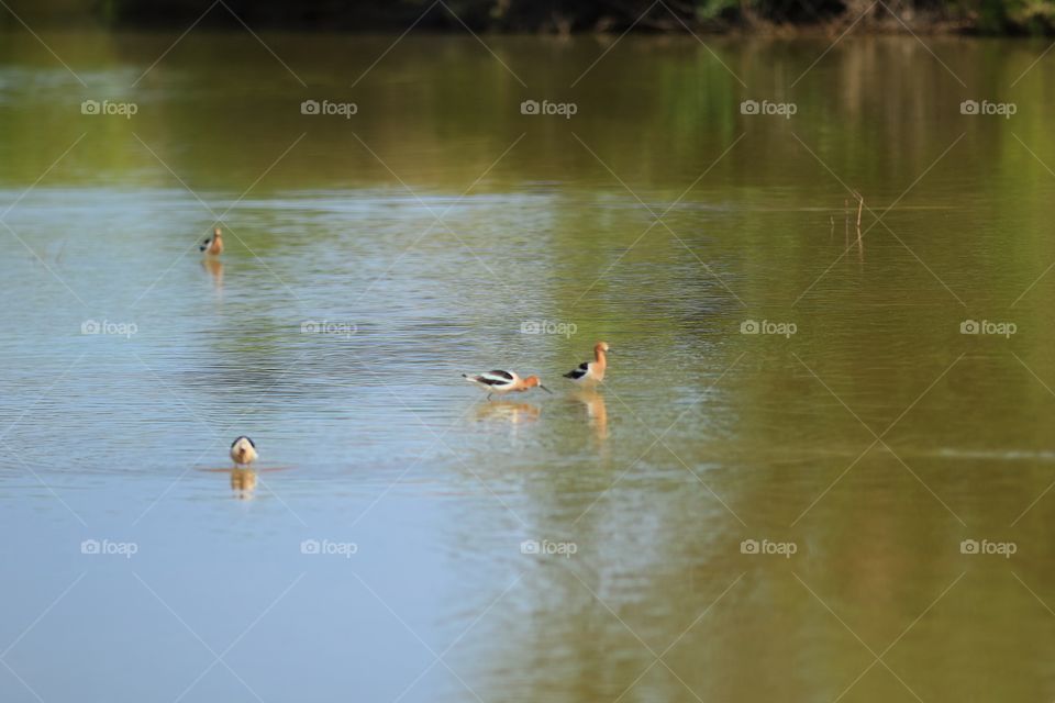 American Avocet 