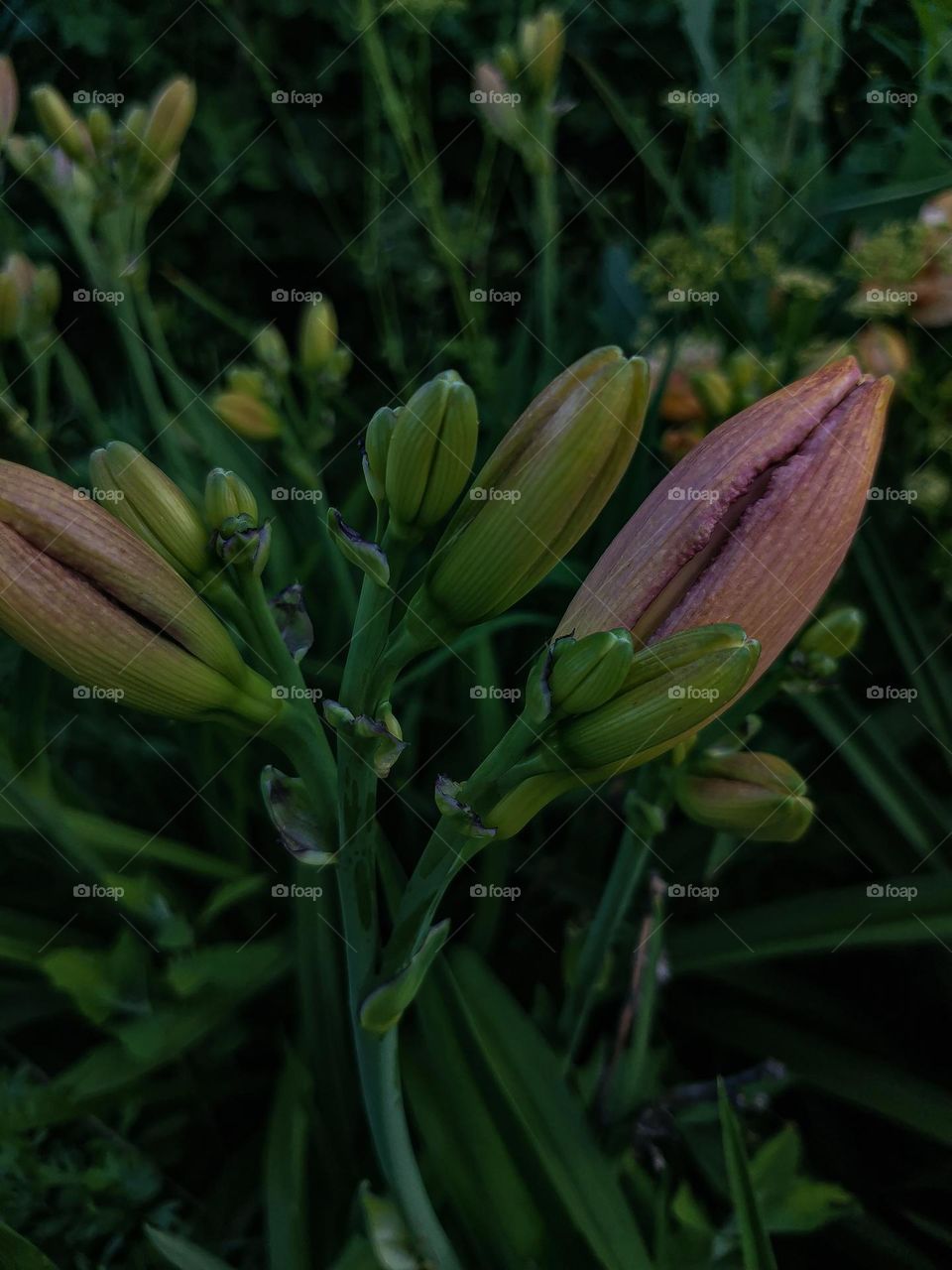 Mystery and charming forest lily somewhere near the quiet and peaceful village area