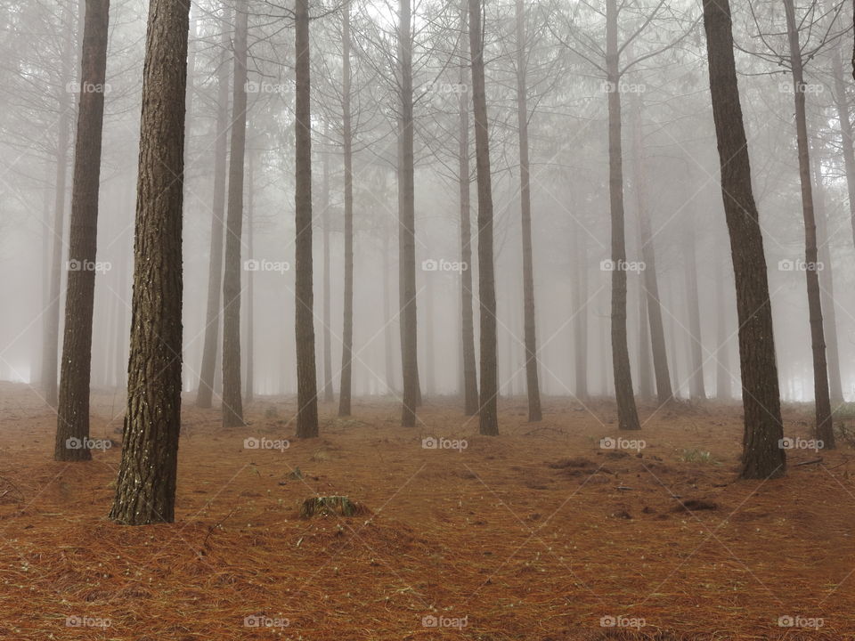 Woodland mist