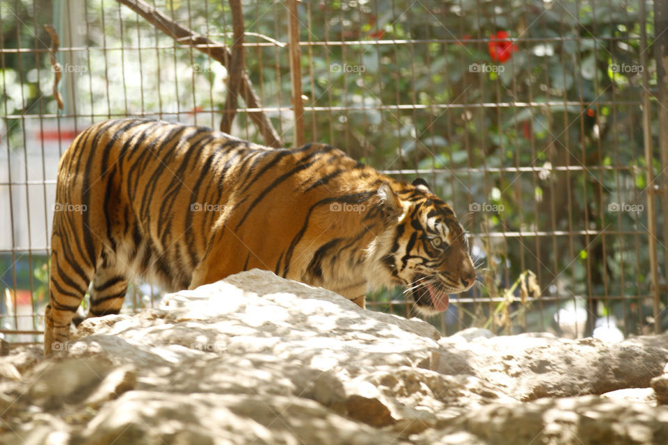 cage tiger rocks animals by ronenel
