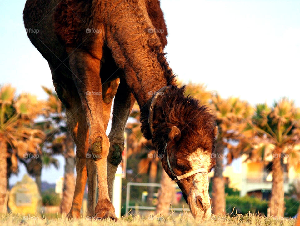 happy nature grass sunset by krispett