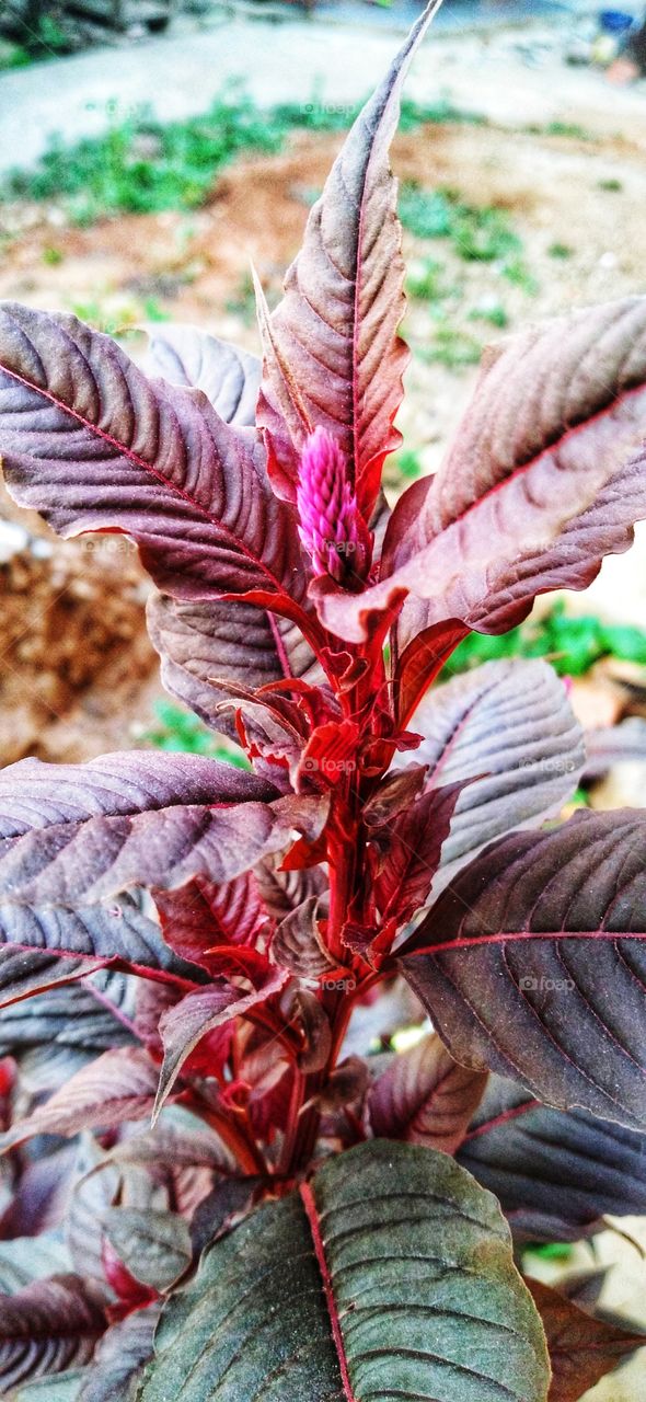Amaranthus hypochondriacus is an ornamental plant commonly called Prince-of-Wales feather or prince's feather.