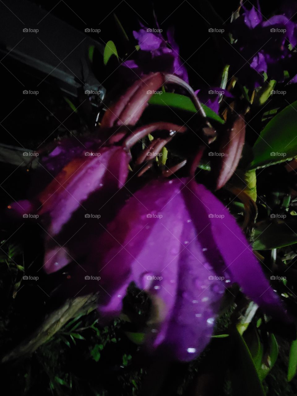 exotic orchids in a rainy night