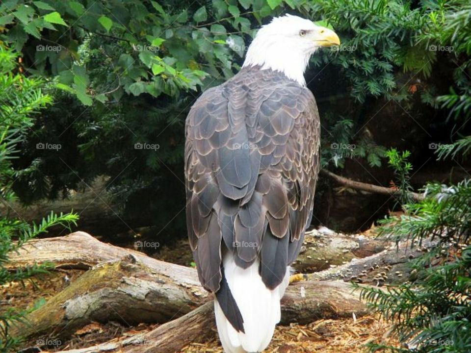 Eagle at aviary