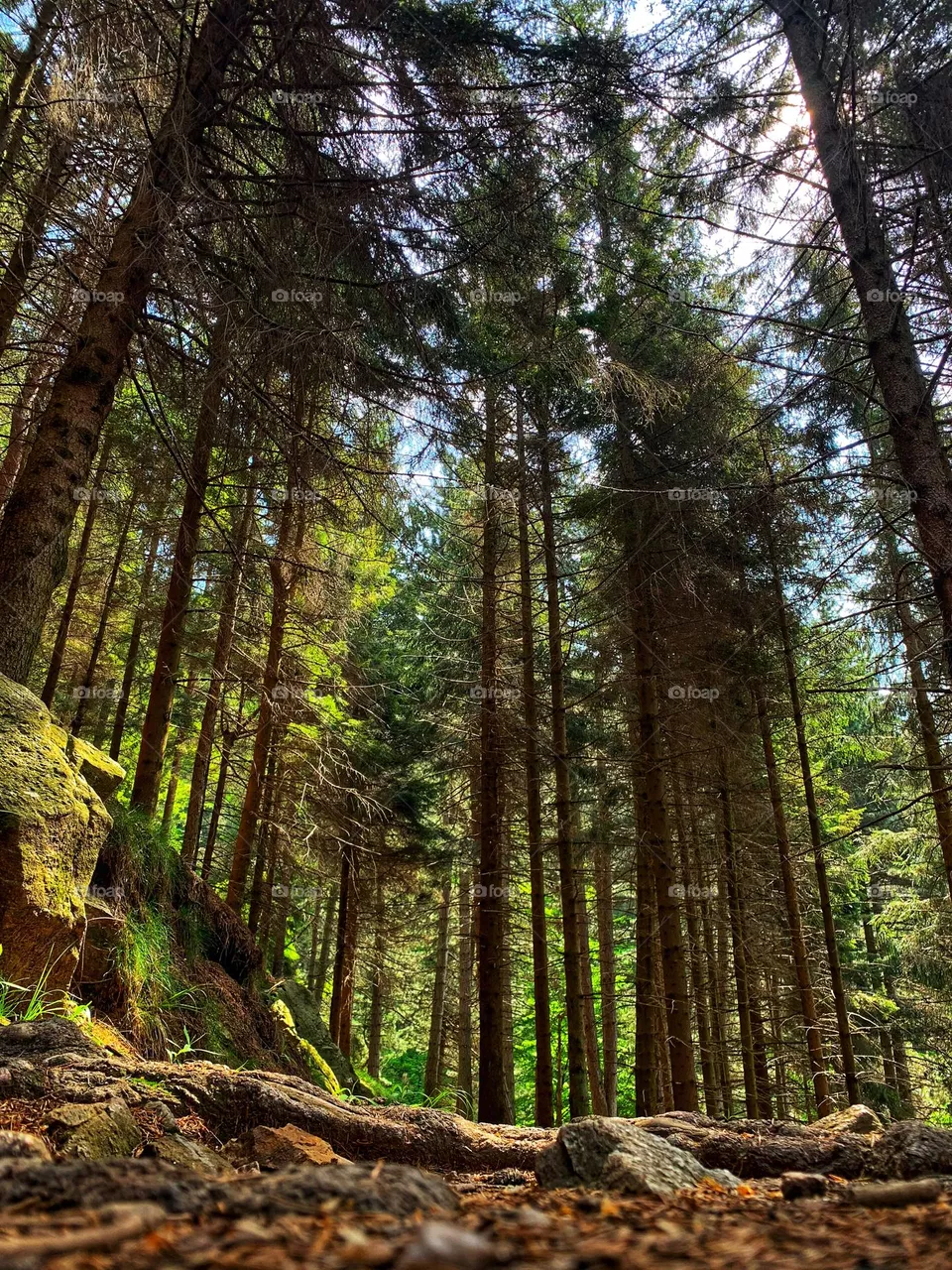 Forest