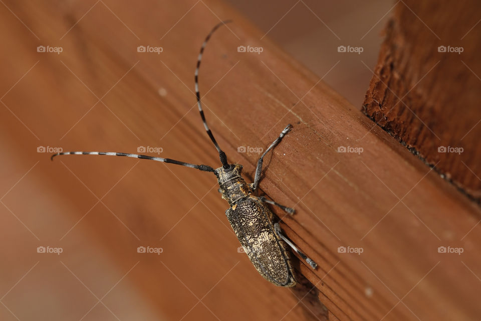 A bug sitting on a log