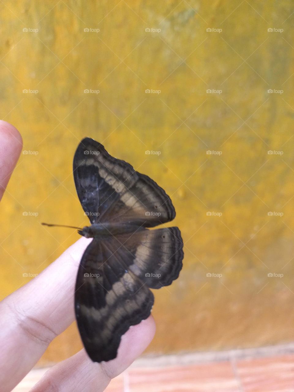 Beautiful butterfly perched on the fingers