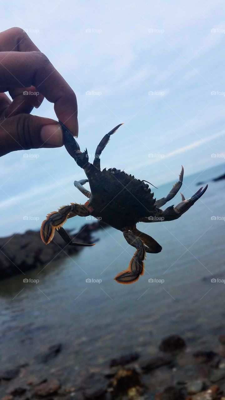 Hand holding crab