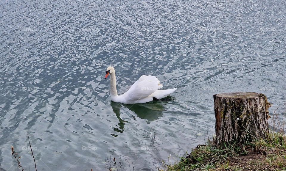 Beautiful swans elegant swim near the coast while passing by the stump from the cutten tree