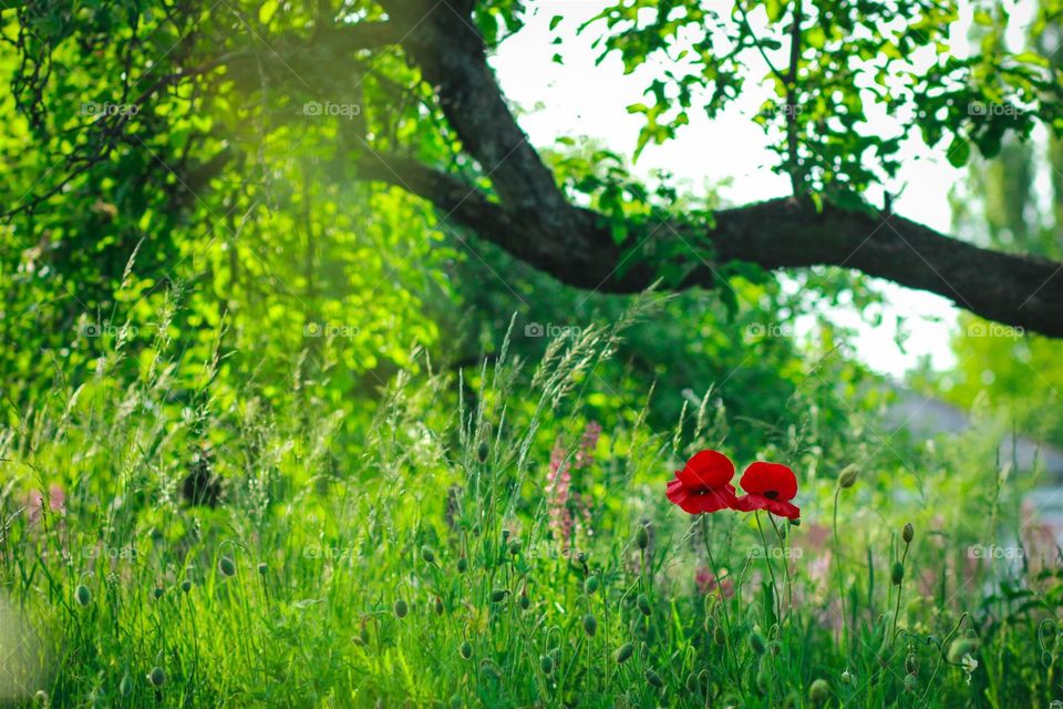 poppies