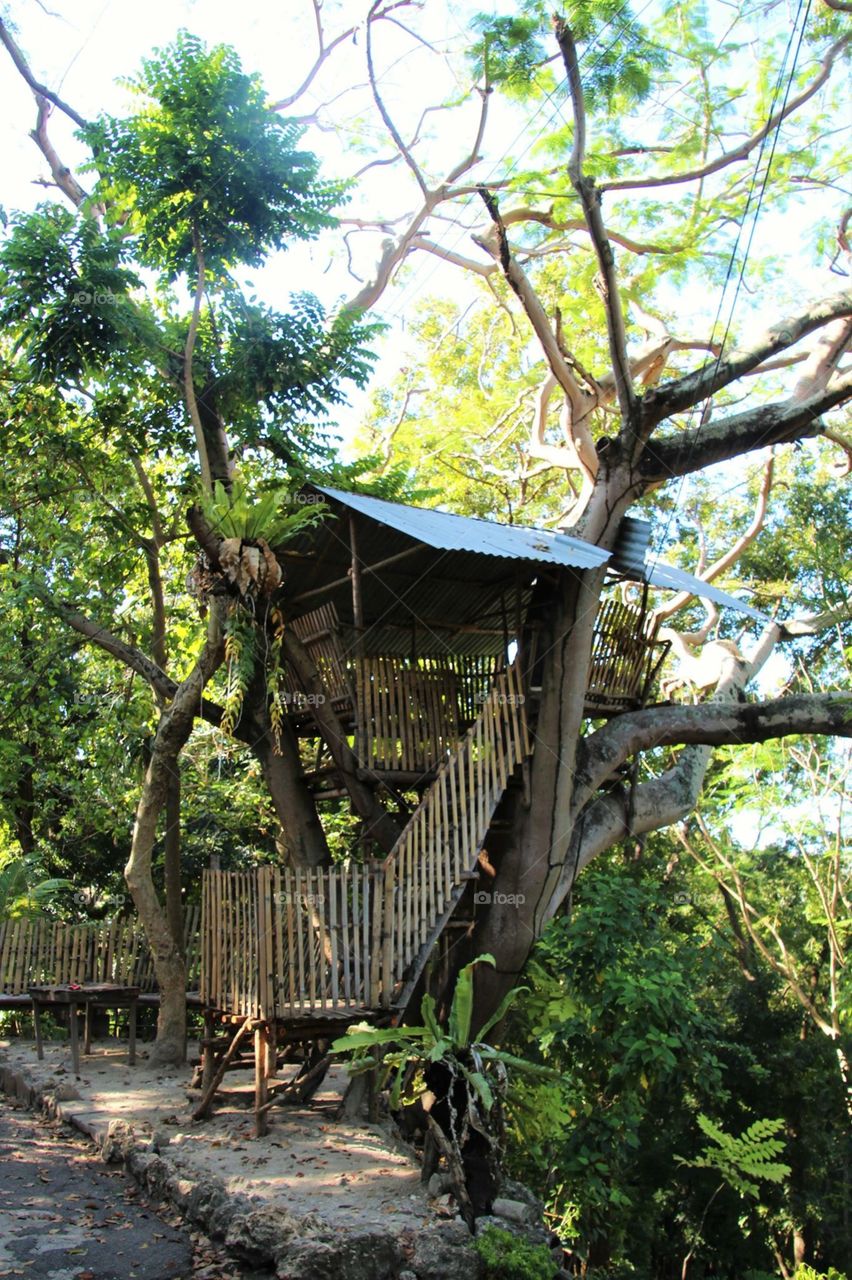 Tree House