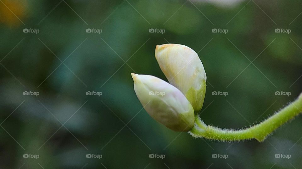 beautiful white flower buds