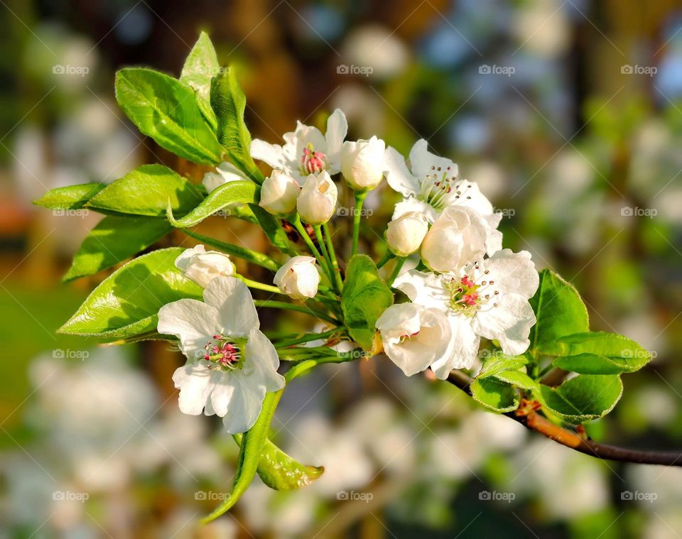 Apple tree blossom 🌸