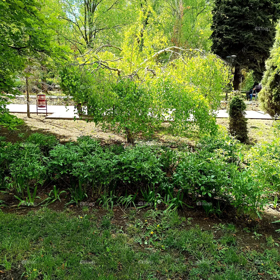 Park in spring