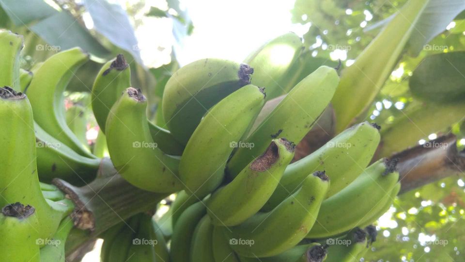 Unripe, green bananas in a cluster on a tree.