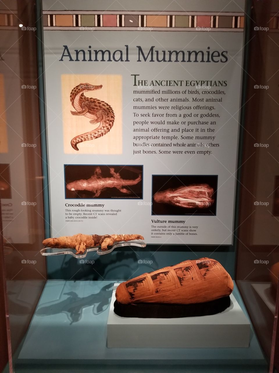 Animal Mummies