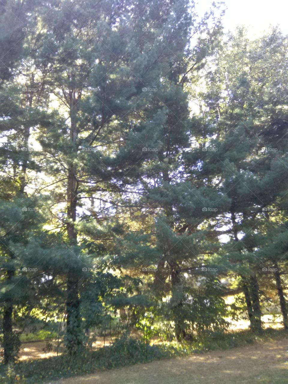 Row of Pine trees