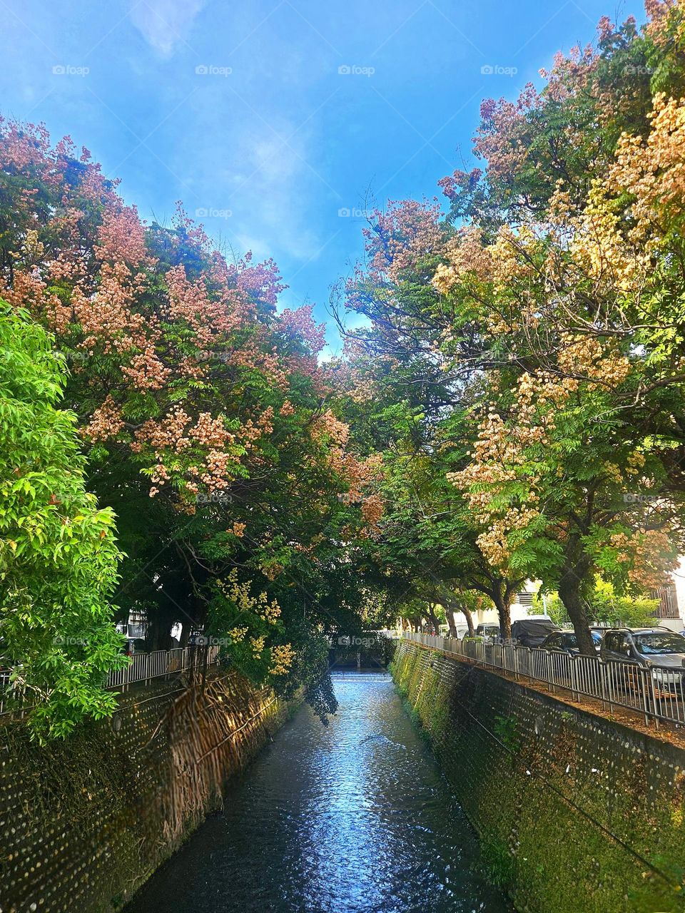 Beautiful river and tree scenery. Taiwanese Luan tree in disguise in autumn. Rose-colored fruits, some of which turn dark brown.
