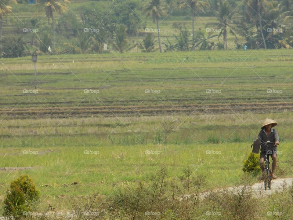 A farmer is riding a bicycle