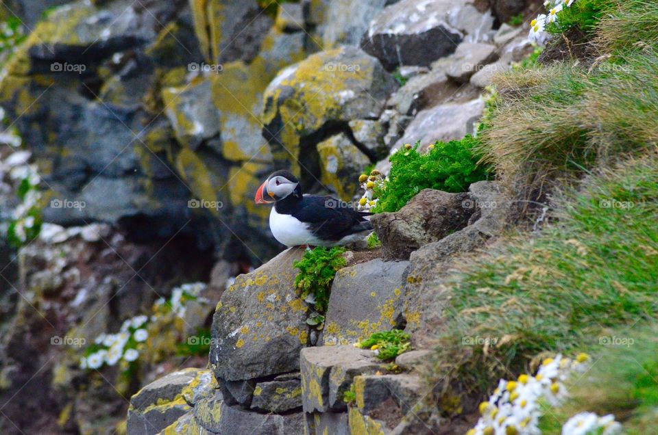 Puffin